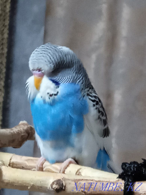 Продам птенцов попугаев разных видов  - изображение 2