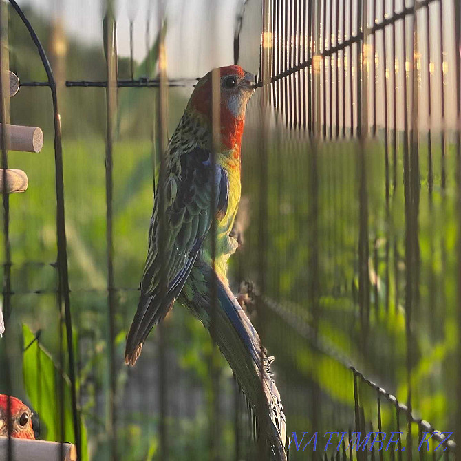 Parrot Rosella жеткізу мүмкіндігі бар Байтерек - изображение 3