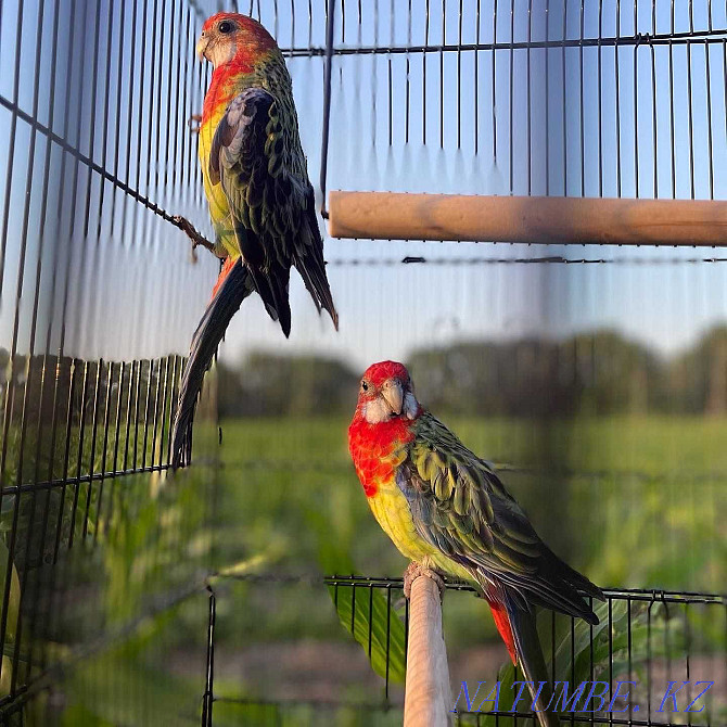Parrot Rosella жеткізу мүмкіндігі бар Байтерек - изображение 1