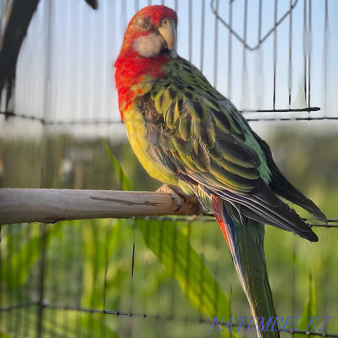 Parrot Rosella жеткізу мүмкіндігі бар Байтерек - изображение 2