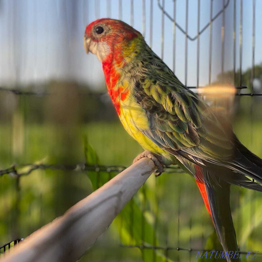 Попугай Розелла Есть доставка Байтерек - изображение 6