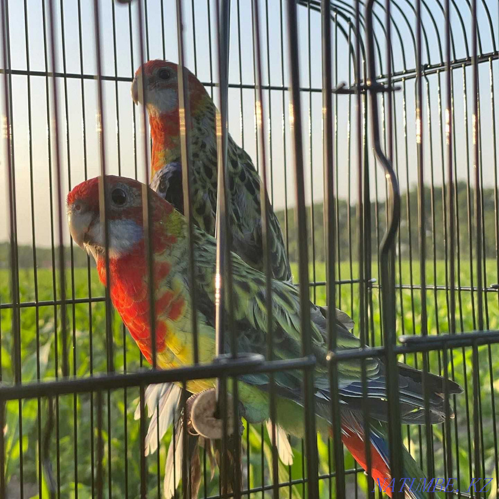 Попугай Розелла Есть доставка Байтерек - изображение 5