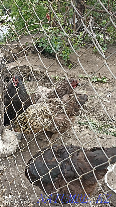 Продам домашних кур несушек  - изображение 2