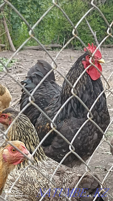 Продам домашних кур несушек  - изображение 4