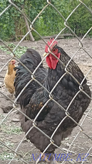 Продам домашних кур несушек  - изображение 3