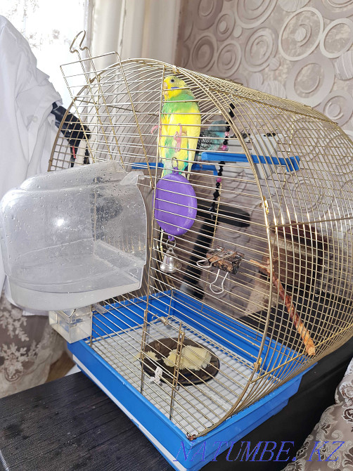 Попугаи волнистики семейная пара. Семей - изображение 2