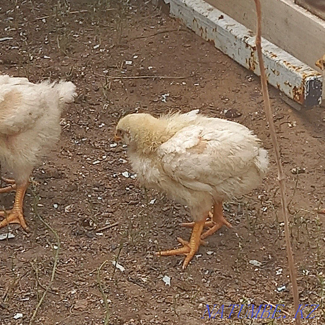 Chickens Broiler Cobb-500 Czechoslovakian Semey - photo 3