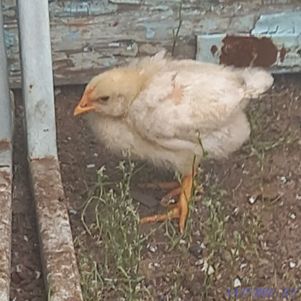 Цыплята Бройлер Кобб-500 Чехословакский Семей - изображение 1