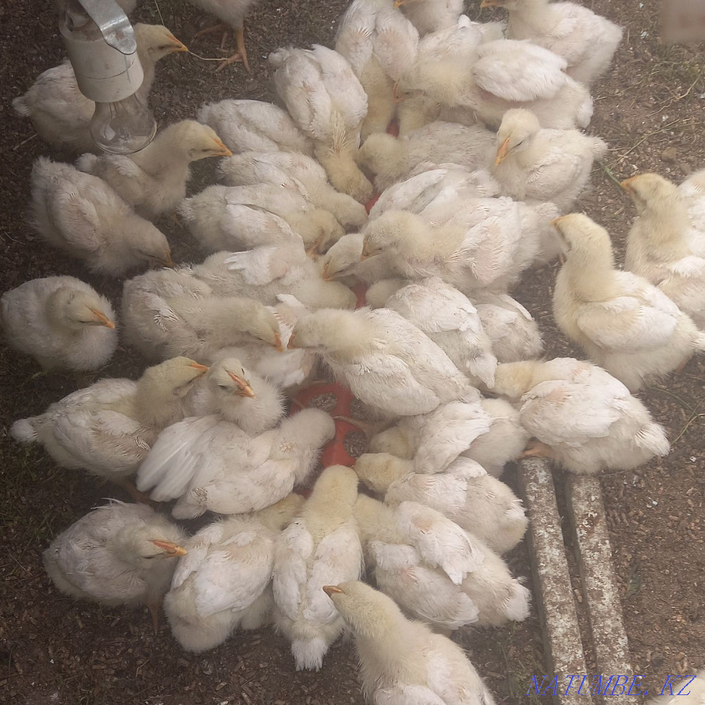 Цыплята Бройлер Кобб-500 Чехословакский Семей - изображение 4