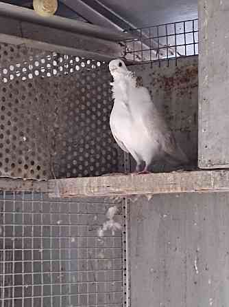 Продажа голубей чайка белая  Алматы