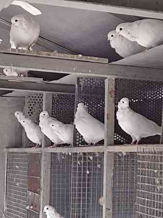 Продажа голубей чайка белая  Алматы
