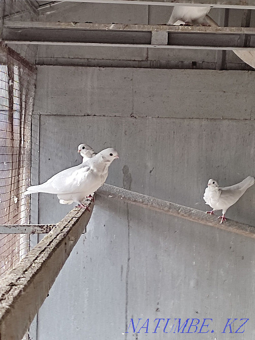Продажа голубей чайка белая Алматы - изображение 3
