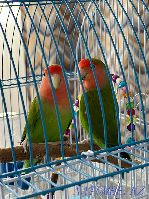 Попугай неразлучники. Уральск - изображение 1