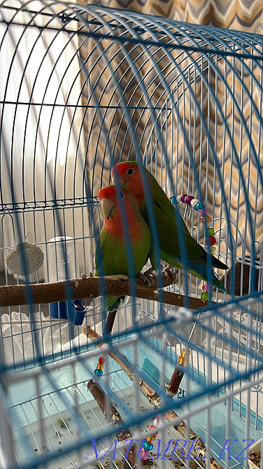 Попугай неразлучники. Уральск - изображение 2