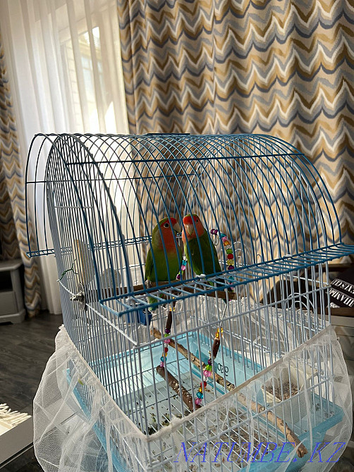 Попугай неразлучники. Уральск - изображение 3