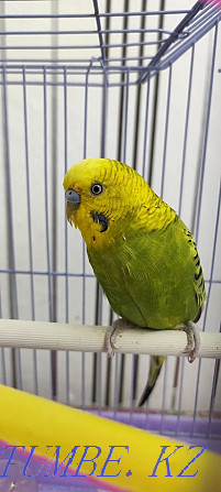 Cage budgerigars for sale Zhezqazghan - photo 1