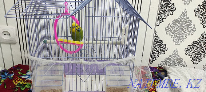 Cage budgerigars for sale Zhezqazghan - photo 2