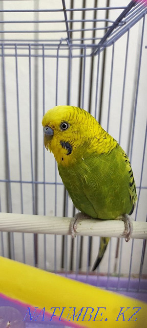 Продаётся волнистый попугаи с клеткой Жезказган - изображение 1