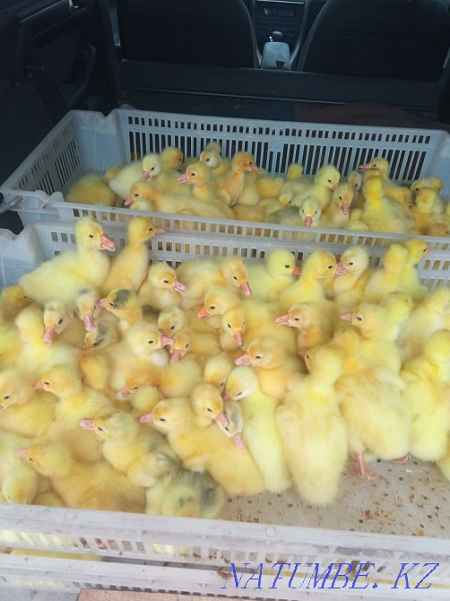 Продам гусят, возраст четыре дня. Семей - изображение 1