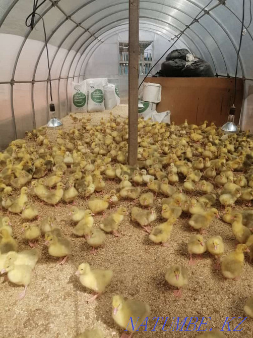 Продам гусят, возраст четыре дня. Семей - изображение 3