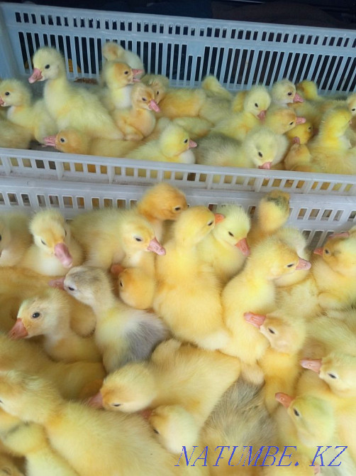 Продам гусят, возраст четыре дня. Семей - изображение 2