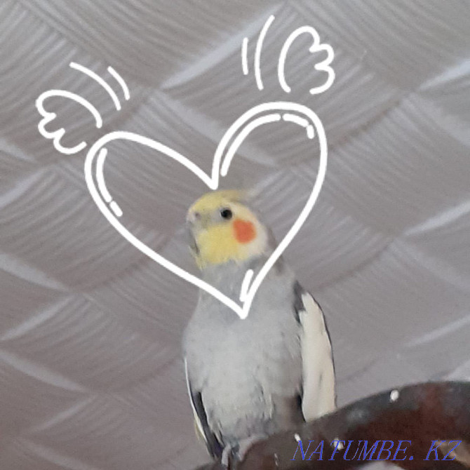 Продам попугаяяяяя Степногорск - изображение 3