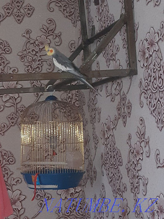 Продам попугаяяяяя Степногорск - изображение 4