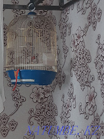 Продам попугаяяяяя Степногорск - изображение 7