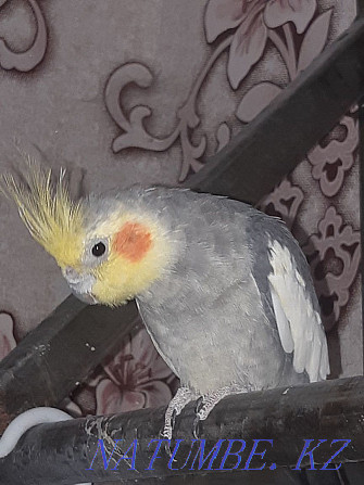 Продам попугаяяяяя Степногорск - изображение 8