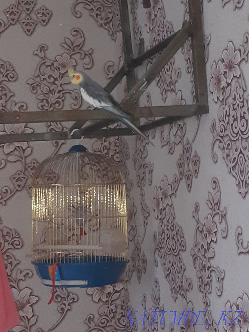 Продам попугаяяяяя Степногорск - изображение 4