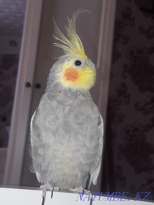 Продам попугаяяяяя Степногорск - изображение 1