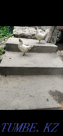 Domestic chickens for sale good lay well Almaty - photo 3