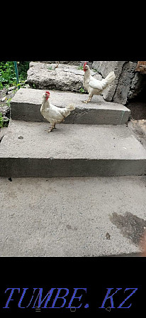 Domestic chickens for sale good lay well Almaty - photo 2