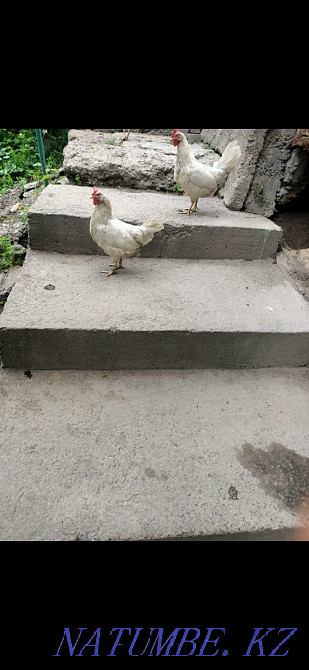 Продаётся куры домашние хорошие несутся хорошо Алматы - изображение 3