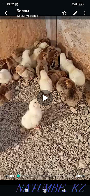 Кучин, Адлер балалары  Қызылорда - изображение 1