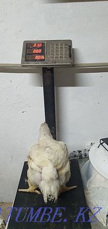 Мясо бройлера кобб500 (испания),тушки ,живым весом Шымкент - изображение 5