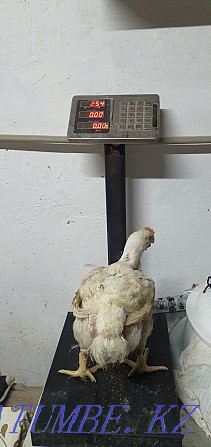 Мясо бройлера кобб500 (испания),тушки ,живым весом Шымкент - изображение 3