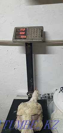 Мясо бройлера кобб500 (испания),тушки ,живым весом Шымкент - изображение 4