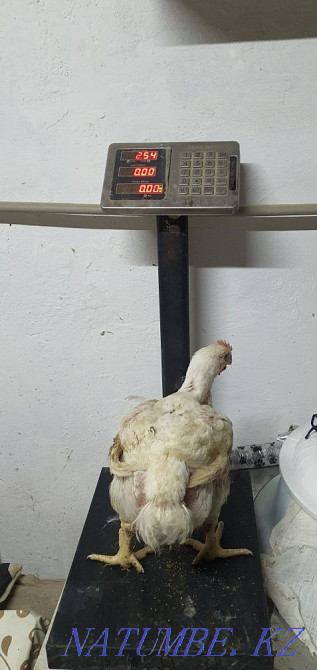 Broiler meat cobb500 (Spain), carcasses, live weight Shymkent - photo 3