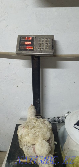 Broiler meat cobb500 (Spain), carcasses, live weight Shymkent - photo 1