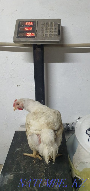 Broiler meat cobb500 (Spain), carcasses, live weight Shymkent - photo 2