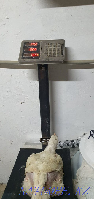 Broiler meat cobb500 (Spain), carcasses, live weight Shymkent - photo 4