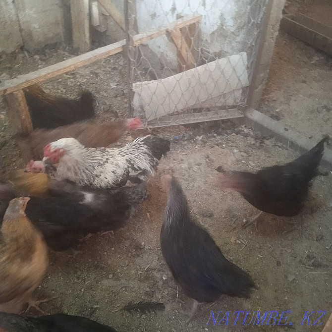 Poultry, Indians and Roosters  - photo 2