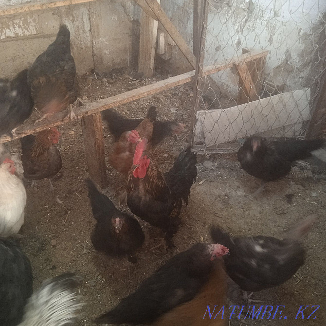 Poultry, Indians and Roosters  - photo 1