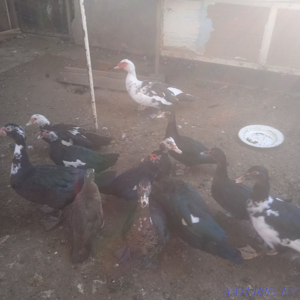 Үй құстары, үндістер және әтештер  - изображение 3