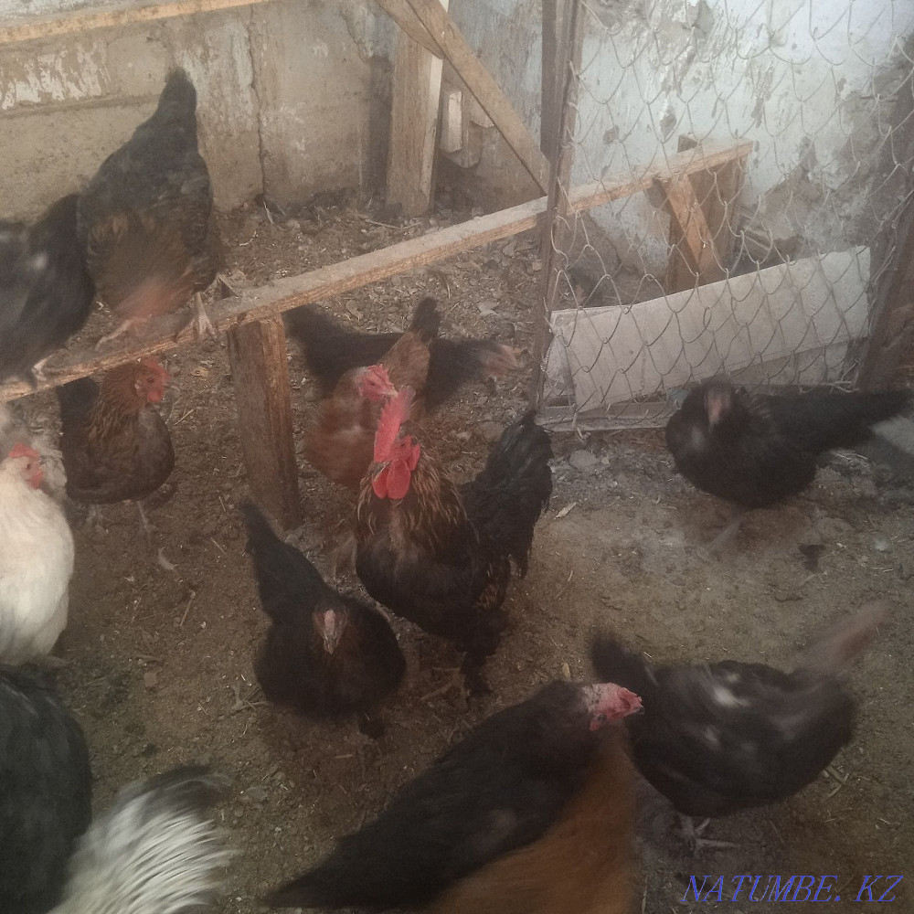 Үй құстары, үндістер және әтештер  - изображение 1