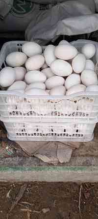 Яйца гусинные гуси породы губернатор Балуана Шолака