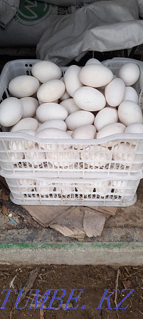 Яйца гусинные гуси породы губернатор Балуана Шолака - изображение 1