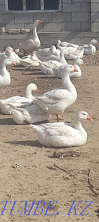 Eggs goose geese breed governor Балуана Шолака - photo 2