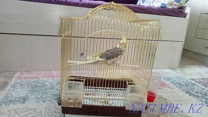 Parrot Tisha. Breed Karella Almaty - photo 2